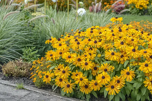 575323 - Black-eyed Susan (Rudbeckia hirta 'Indian Summer')