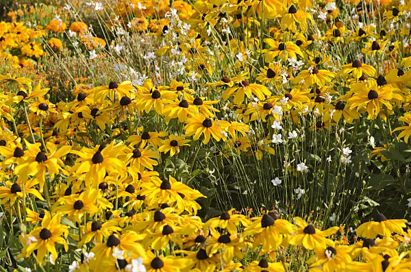 547389 - Black-eyed Susan (Rudbeckia hirta 'Indian Summer') and butterfly gaura (Gaura lindheimeri)