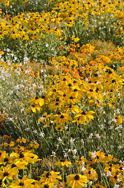 547387 - Black-eyed Susan (Rudbeckia hirta 'Indian Summer'), butterfly gaura (Gaura lindheimeri) and marigolds (Tagetes)