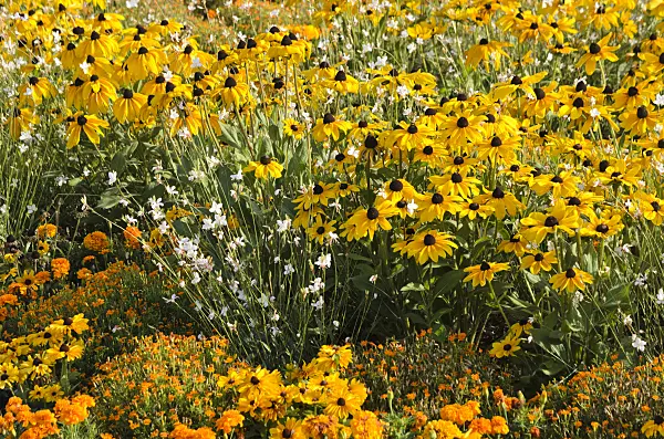 547388 - Black-eyed Susan (Rudbeckia hirta 'Indian Summer'), butterfly gaura (Gaura lindheimeri) and marigolds (Tagetes)