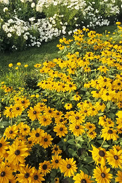 381142 - Black-eyed Susan (Rudbeckia hirta 'Marmelade')