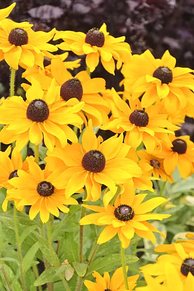 487036 - Black-eyed Susan (Rudbeckia hirta 'Marmelade')