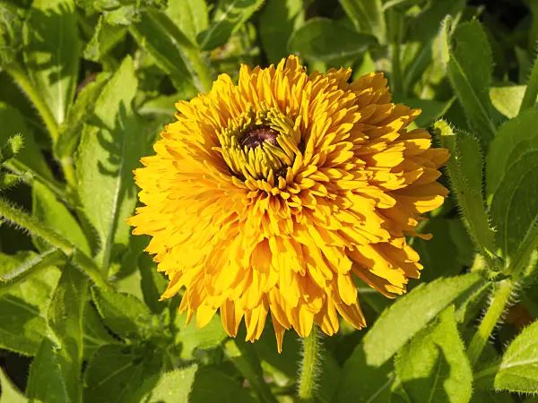 439302 - Black-eyed Susan (Rudbeckia hirta 'Maya')