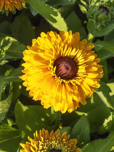 439303 - Black-eyed Susan (Rudbeckia hirta 'Maya')