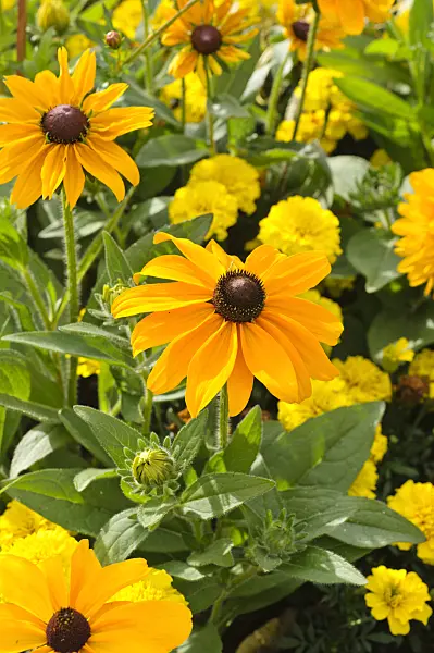 476047 - Black-eyed Susan (Rudbeckia hirta 'Maya')