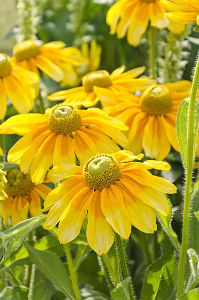 487062 - Black-eyed Susan (Rudbeckia hirta 'Prairie Sun')