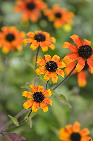 525038 - Black-eyed Susan (Rudbeckia hirta 'Prairie Sun')