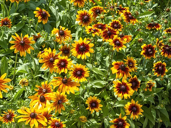 439276 - Black-eyed Susan (Rudbeckia hirta 'Rustic Colour')