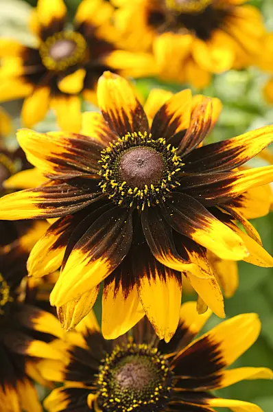 475201 - Black-eyed Susan (Rudbeckia hirta 'Sonora')