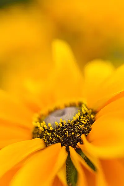 474208 - Black-eyed Susan (Rudbeckia hirta 'Tiger Eye')