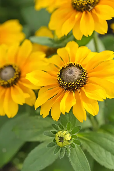 486159 - Black-eyed Susan (Rudbeckia hirta 'Tiger Eye')