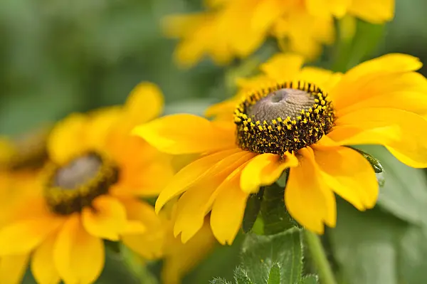486160 - Black-eyed Susan (Rudbeckia hirta 'Tiger Eye')