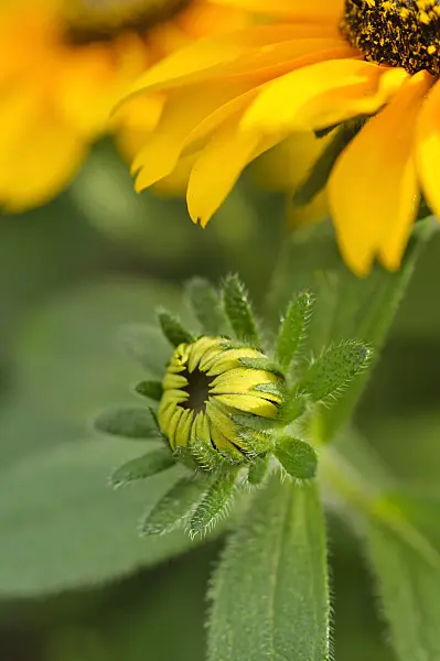 486161 - Black-eyed Susan (Rudbeckia hirta 'Tiger Eye')