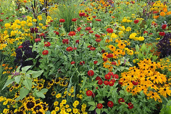 475187 - Black-eyed Susan (Rudbeckia hirta), zinnias (Zinnia) and marigolds (Tagetes)