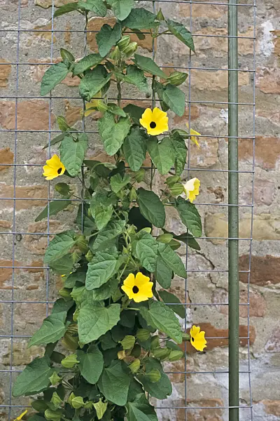 367025 - Black-eyed Susan (Thunbergia alata)