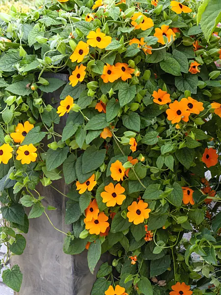 462129 - Black-eyed Susan (Thunbergia alata)