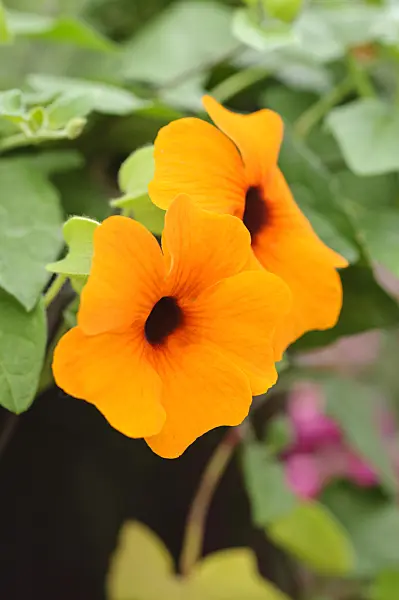 472033 - Black-eyed Susan (Thunbergia alata)
