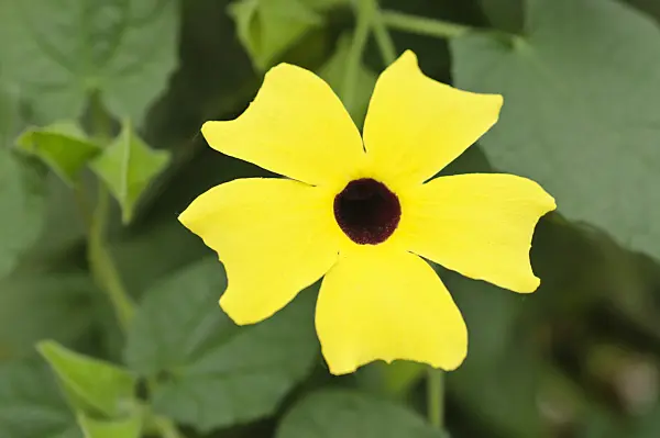 472034 - Black-eyed Susan (Thunbergia alata)