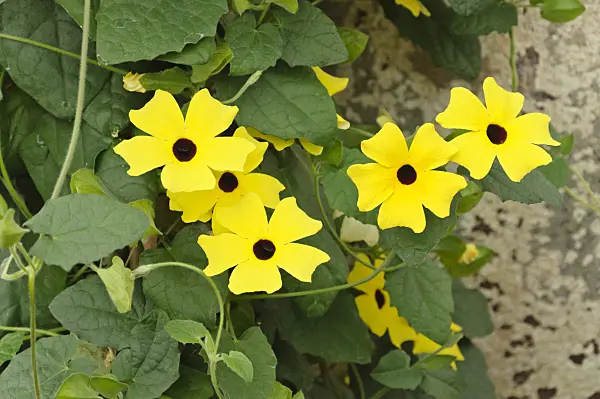 472044 - Black-eyed Susan (Thunbergia alata)