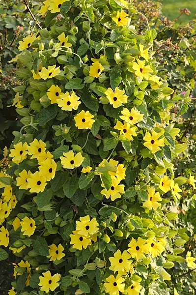 475211 - Black-eyed Susan (Thunbergia alata)