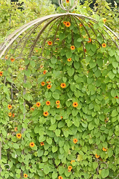 487258 - Black-eyed Susan (Thunbergia alata)