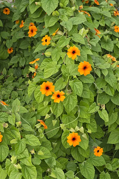 511255 - Black-eyed Susan (Thunbergia alata)
