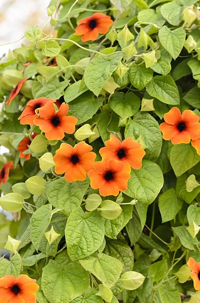 525142 - Black-eyed Susan (Thunbergia alata)