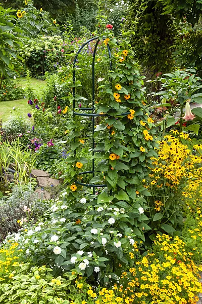 464053 - Black-eyed Susan (Thunbergia alata) and marigolds (Tagetes)