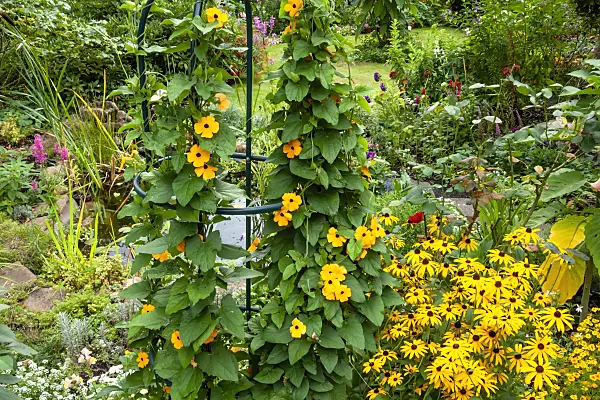 464054 - Black-eyed Susan (Thunbergia alata) and marigolds (Tagetes)