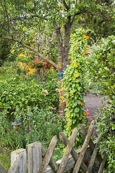 625023 - Black-eyed Susan (Thunbergia alata) in an allotment garden