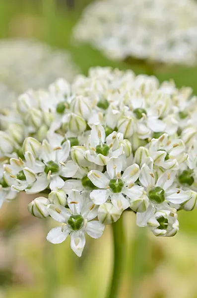 508560 - Black garlic (Allium nigrum syn. Allium multibulbosum)