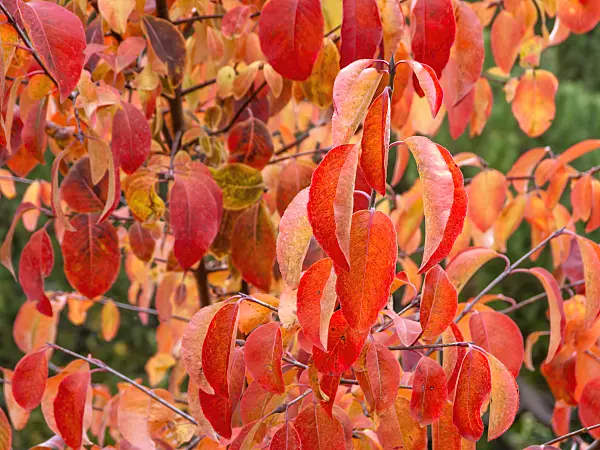 465222 - Black haw (Viburnum prunifolium)
