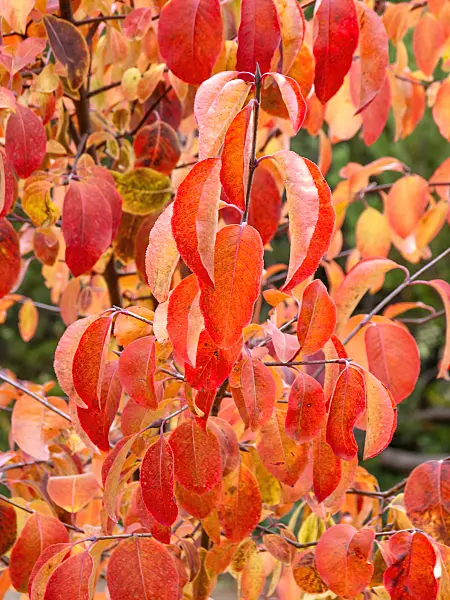 465223 - Black haw (Viburnum prunifolium)