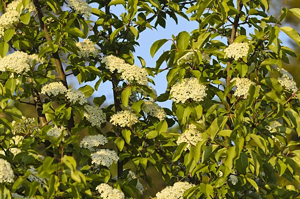 496039 - Black haw (Viburnum prunifolium)