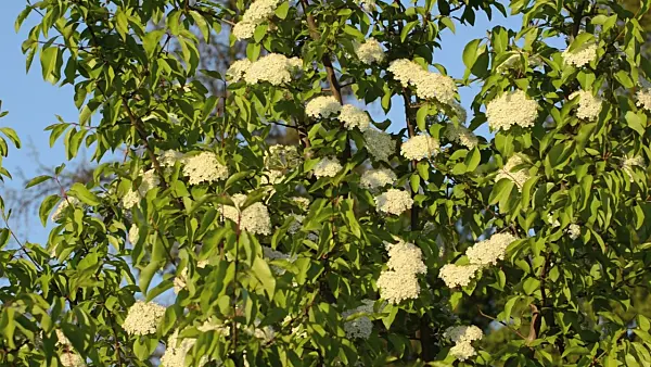 496056 - Black haw (Viburnum prunifolium)