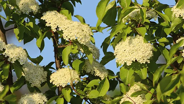 496057 - Black haw (Viburnum prunifolium)