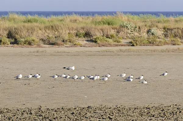 557275 - Black-headed gull (Larus ridibundus syn. Chroicocephalus ridibundus), Camargue, France