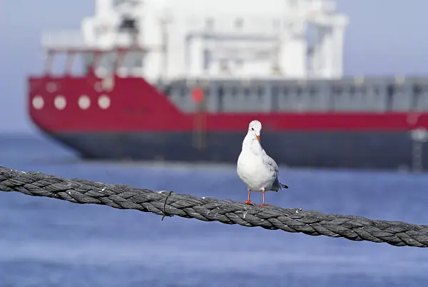 525093 - Black-headed gull (Larus ridibundus syn. Chroicocephalus ridibundus) with container ship