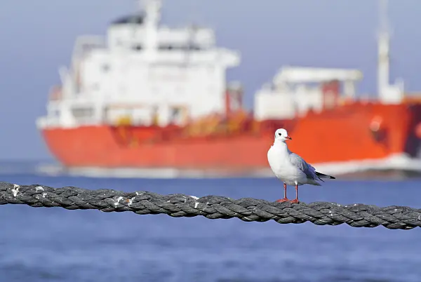 525094 - Black-headed gull (Larus ridibundus syn. Chroicocephalus ridibundus) with container ship