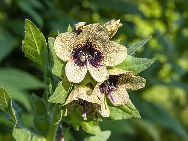 439087 - Black henbane (Hyoscyamus niger)