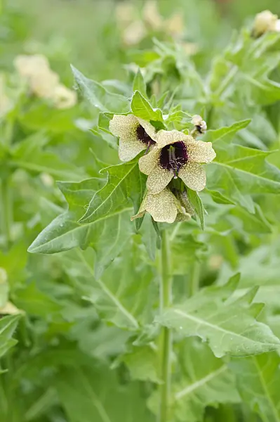 485062 - Black henbane (Hyoscyamus niger)