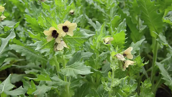497155 - Black henbane (Hyoscyamus niger) and bumble bee (Bombus)