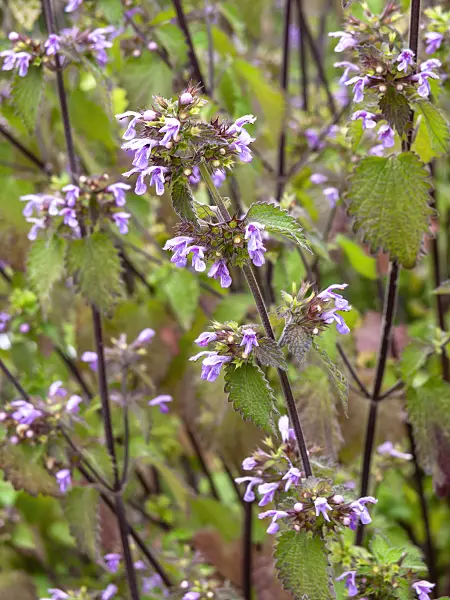 427018 - Black horehound (Ballota nigra)