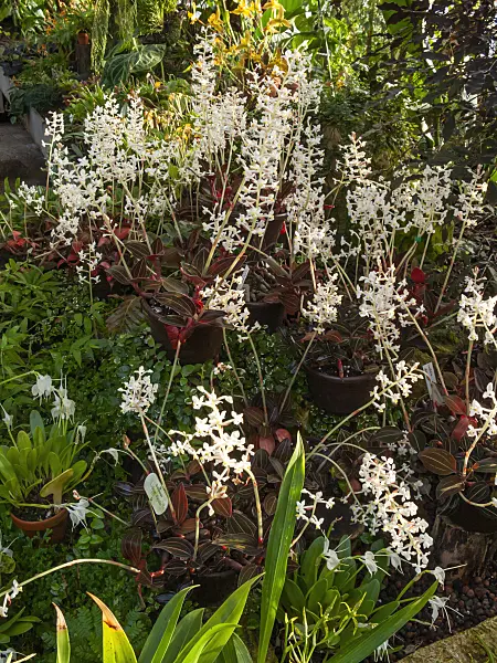 408021 - Black jewel orchid (Ludisia discolor)