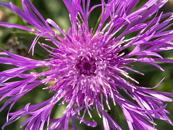 427029 - Black knapweed (Centaurea nigra)