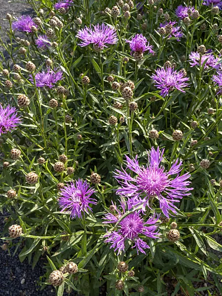 427030 - Black knapweed (Centaurea nigra)