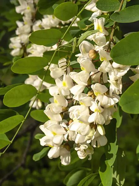 461015 - Black locust (Robinia pseudoacacia)