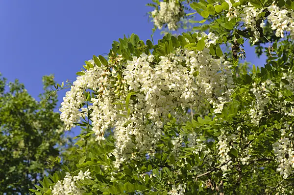 496208 - Black locust (Robinia pseudoacacia)