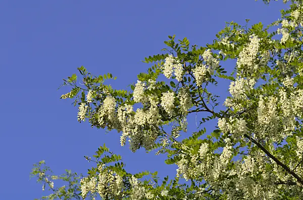 496209 - Black locust (Robinia pseudoacacia)