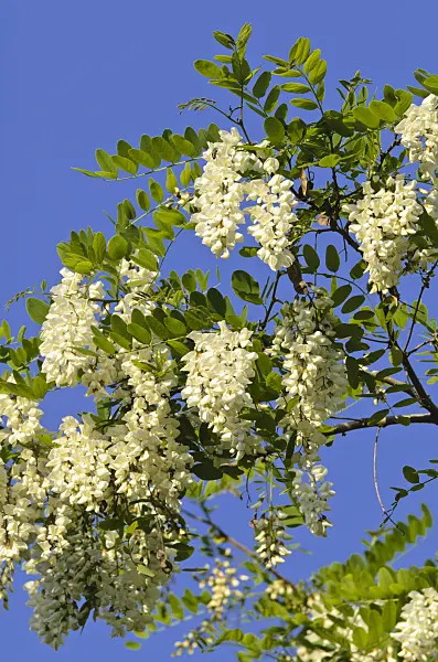 496211 - Black locust (Robinia pseudoacacia)